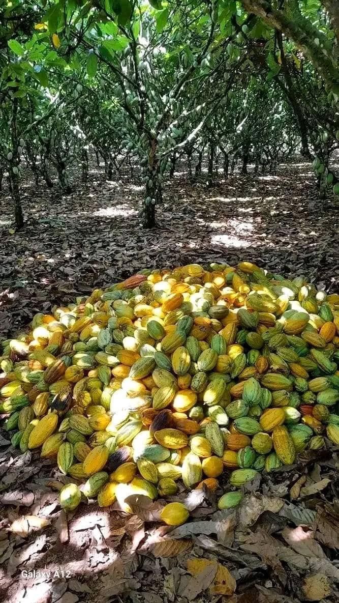 Nig_Farmer's tweet photo. Agricultural Lovers Assembly 🎊🎊

If you had the opportunity to venture into cash crop farming, but had to choose just one, which would you go for?

A. Cocoa farming 
B. Oil palm farming 

Which is your choice? 👇 https://t.co/EXgI4LvFkl