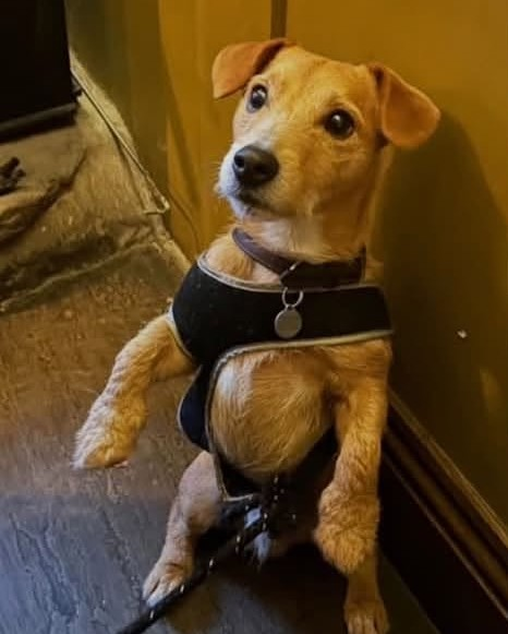 millypod1's tweet photo. 🆘12 OCT 2026 #Lost Sunny #ScanMe
Jack Russell Terrier Cross Male
Lee House Farm, Brund Lane #Cheddleton #Leek #ST13
#StaffordshireMoorlands PLEASE SHARE.
We back onto Deep Hayes Country Park.
https://t.co/gj1pECrzII https://t.co/yLumFuUHwa