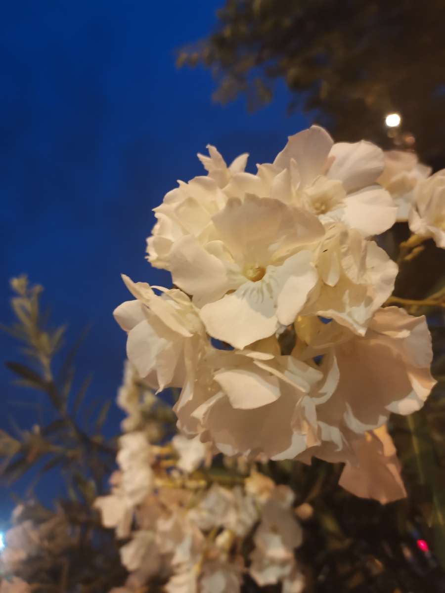 heeeezeeee111's tweet photo. 秩父の夜に舞うカスミソウの花、季節の瞬間を切り取った一枚です。 https://t.co/nfhShRiJbv