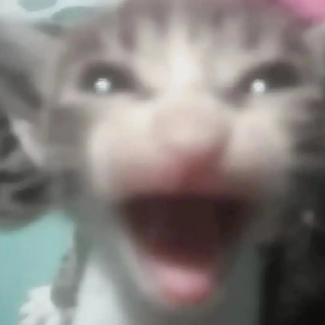 catsworldaura tweet picture