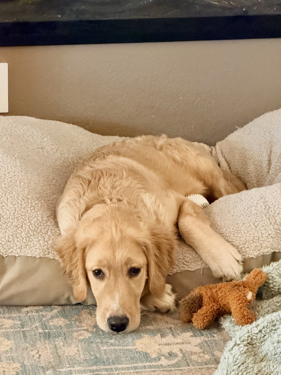 VodkaPundit's tweet photo. Vital puppy update: Fighting vainly the old ennui. https://t.co/fLNUV1dJo8