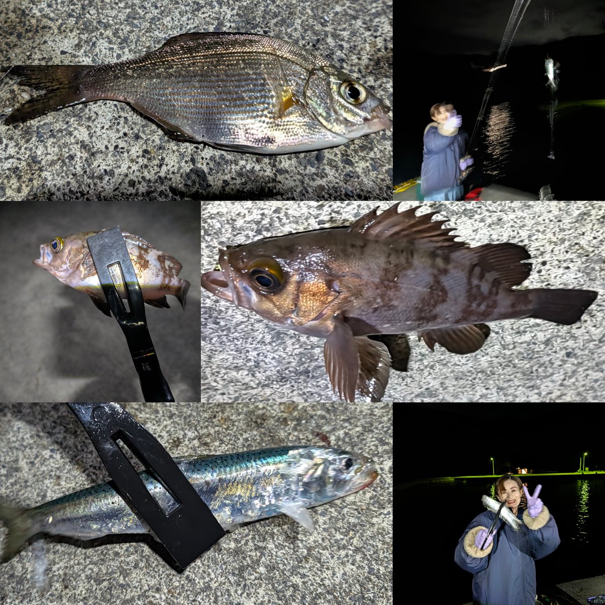 0a1y2a8's tweet photo. 2026.10.12

仕事おわり大船渡へ🎣🌃

いわしの大群は、芸術◎

本命のイカは、釣れず
いろんな種類の魚が釣れてたのしすぎてお祭り騒ぎ

気づくと時計は、11時
夕飯は、すき家へ

トイレに行って鏡を見たら
顔にいわしのウロコがついてて爆笑でした

今回、学んだことは
いわしは、とても暴れる君🐟️ https://t.co/bpaSOonwnR