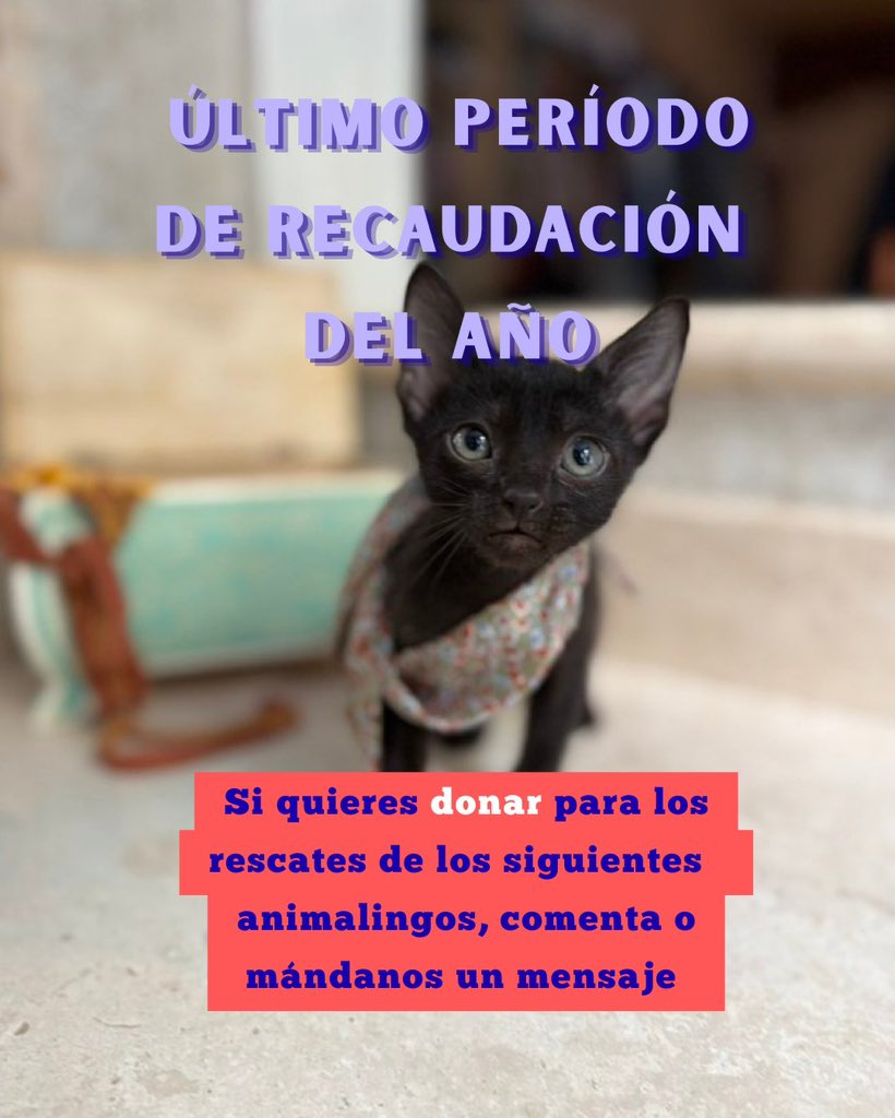 Alina_Gag's tweet photo. Si quieres donar para que podamos seguir rescatando animalingos durante octubre, noviembre y diciembre, comenta aquí o mándame un mensaje. 💜

Siempre anoto a quienes donan para contarles cómo se usa la donación 🤗

¡Gracias por hacer equipo con Rescatalandia! https://t.co/2eXIv51sDk