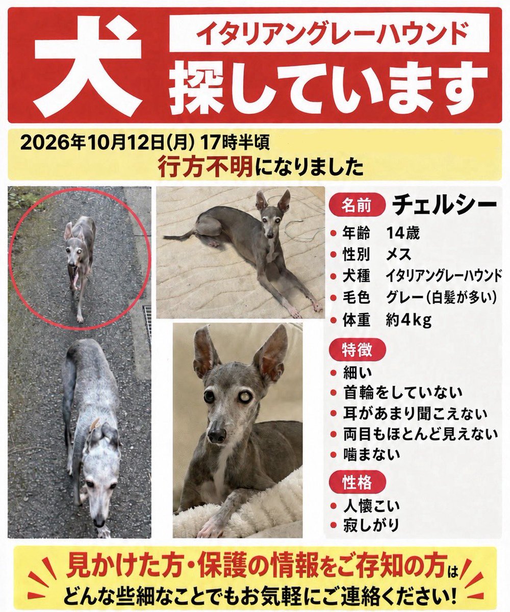 Evekunlove_'s tweet photo. 【#迷子犬 #拡散希望】 拡散お願いします
#神奈川県川崎市 で失踪した愛犬を昨日から探しています。どなたか見かけた、保護された方はいませんか？
とても人懐こい性格です
どんな些細な情報でも良いのでご連絡宜しくお願い致します

 #神奈川県 #川崎市 #イタリアングレーハウンド #イタグレ #迷い犬 https://t.co/F2KpbqIESD