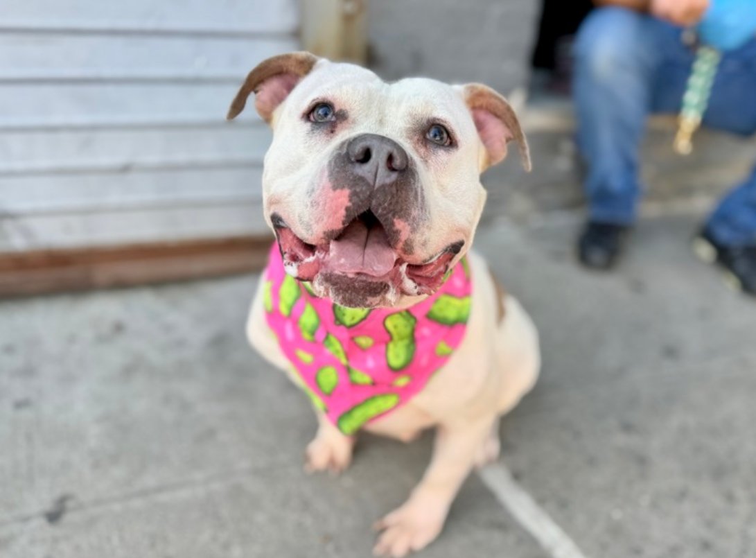 notthesameone2's tweet photo. 🐾1-y/o Honey Booboo came in a stray early Sept. Listed for being excitable/ jumping up on staff & leash biting & not focusing. Bouncy, wiggly, playful & young.  Earned best possible behavior rating, social w/ staff, playbows w/ dogs. Loves attn, toys & treats. Her kennel cough has resolved. Needs a foster offer by 10/13: https://t.co/fFYtlb999Z