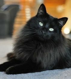 Lunarteddy's tweet photo. @profpatti @FlaviaMiatto @AndreaGehrke7 @ladiekerrie @SLT229 @richard51185877 @MrsBlinkle @jd_kenji @_M_E_L_A_N_I__E @ChronicPainDad @HereComsTrouble 👩🏻‍🦽🐈‍⬛🐈I’ve been weeping again https://t.co/QqePPWdksQ
