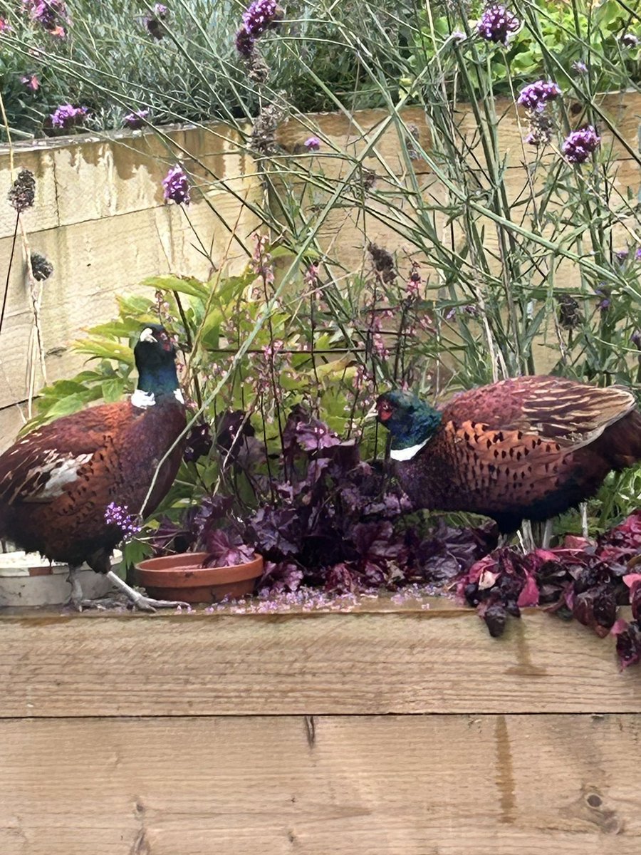 ThreadofGold1's tweet photo. Having decided that Autumn was reducing bright colours in the garden to critically low levels, the pheasants decided to take matters into their own bird feet, and bring some brightness of their own. #SmallBeautiesHour #BecauseOfClem #ThreadOfGold💛 https://t.co/pq9Vth1DwN