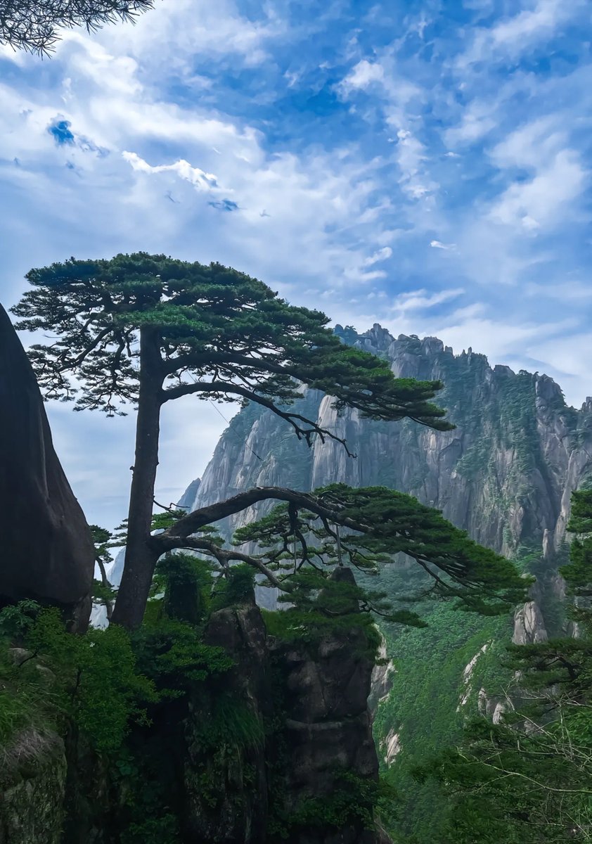 Angelpal330's tweet photo. Does anyone know what this kind of pine tree is called? Please feel free to answer https://t.co/puJek5nMv9