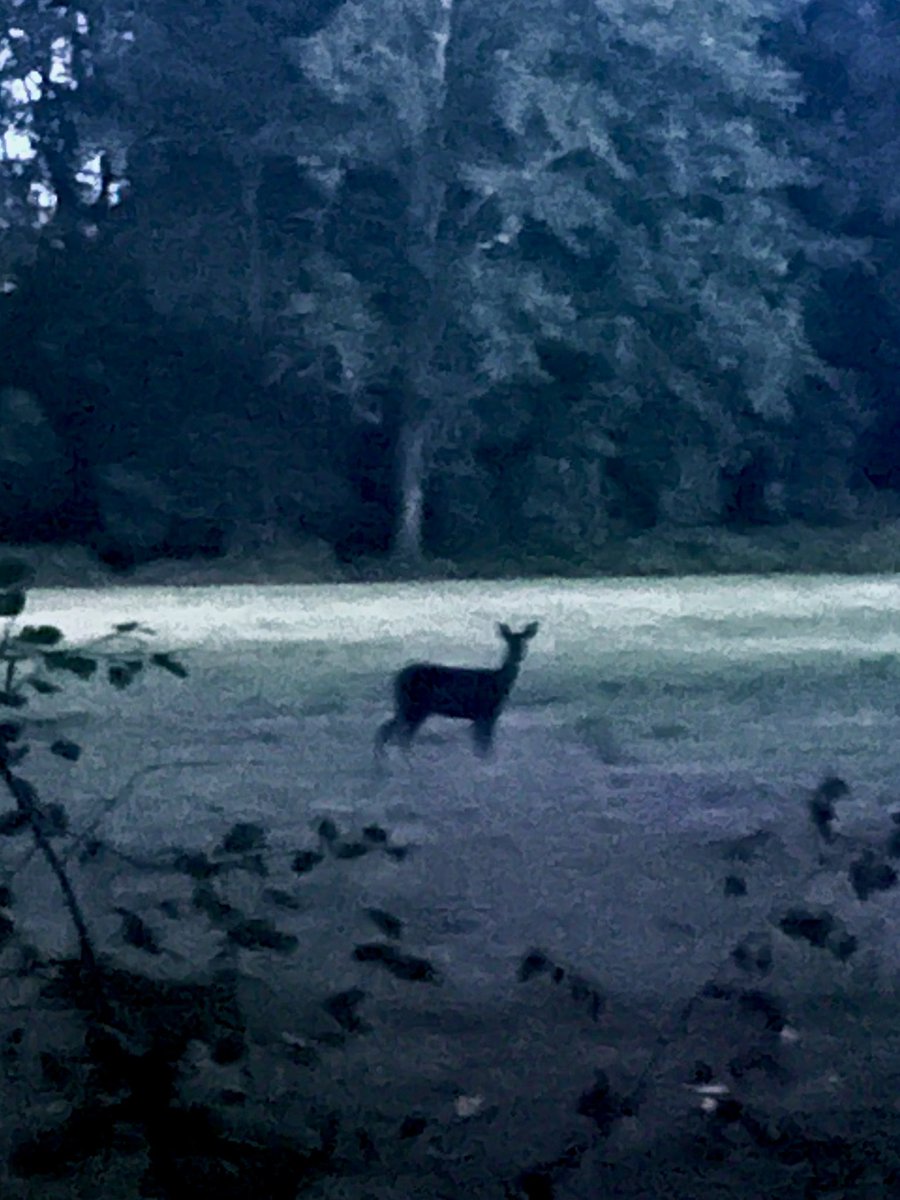 opticswizard's tweet photo. morning walk https://t.co/DX56UOb8s8