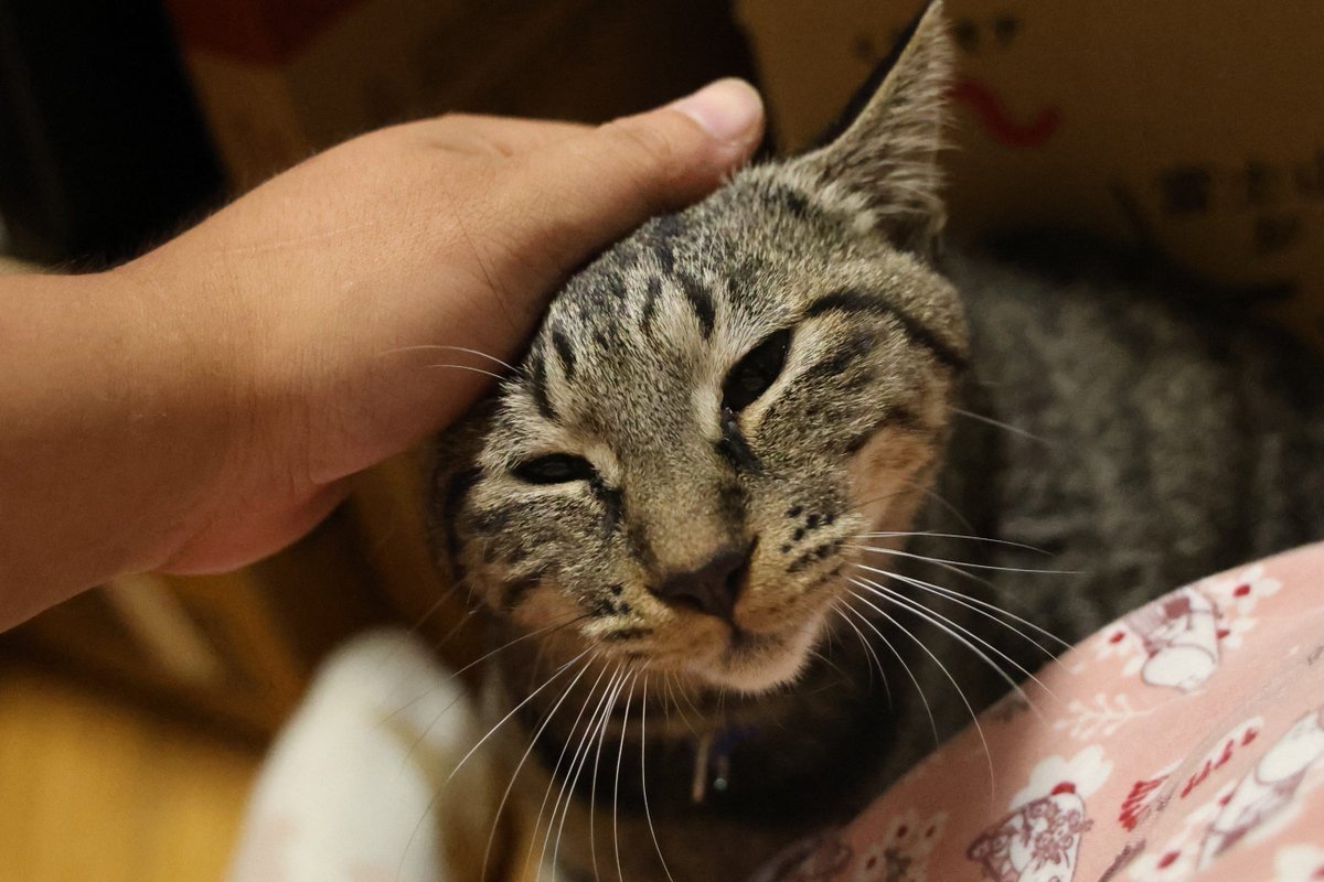 watanabekeno2's tweet photo. 【ご支援のお願い】

年に一度のAmazonプライムデー先行セールが始まりました。

保護犬保護猫にご支援いただける方がいらっしゃいましたら、どうぞご無理のない範囲でご検討の程宜しくお願い致します。

https://t.co/HnLXbg9GPl

#猫好きさんと繋がりたい #保護猫 #保護猫と暮らす #保護猫を家族に https://t.co/2cW6F6CFTU