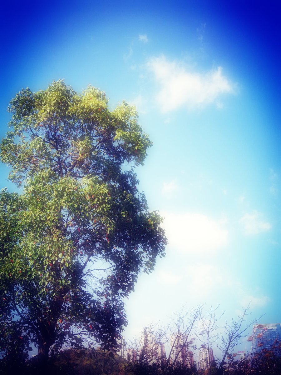 kimjinkwon52's tweet photo. [棵（か）]の木の下で、[俺（おれ）]はいつも通りの日々を過ごしてる。けど、ちょっとだけ[辜（ぐ）]を感じる——この木は俺を待ってるのかな？俺もこの木を待ってるのか？ https://t.co/bieiA6qj1d