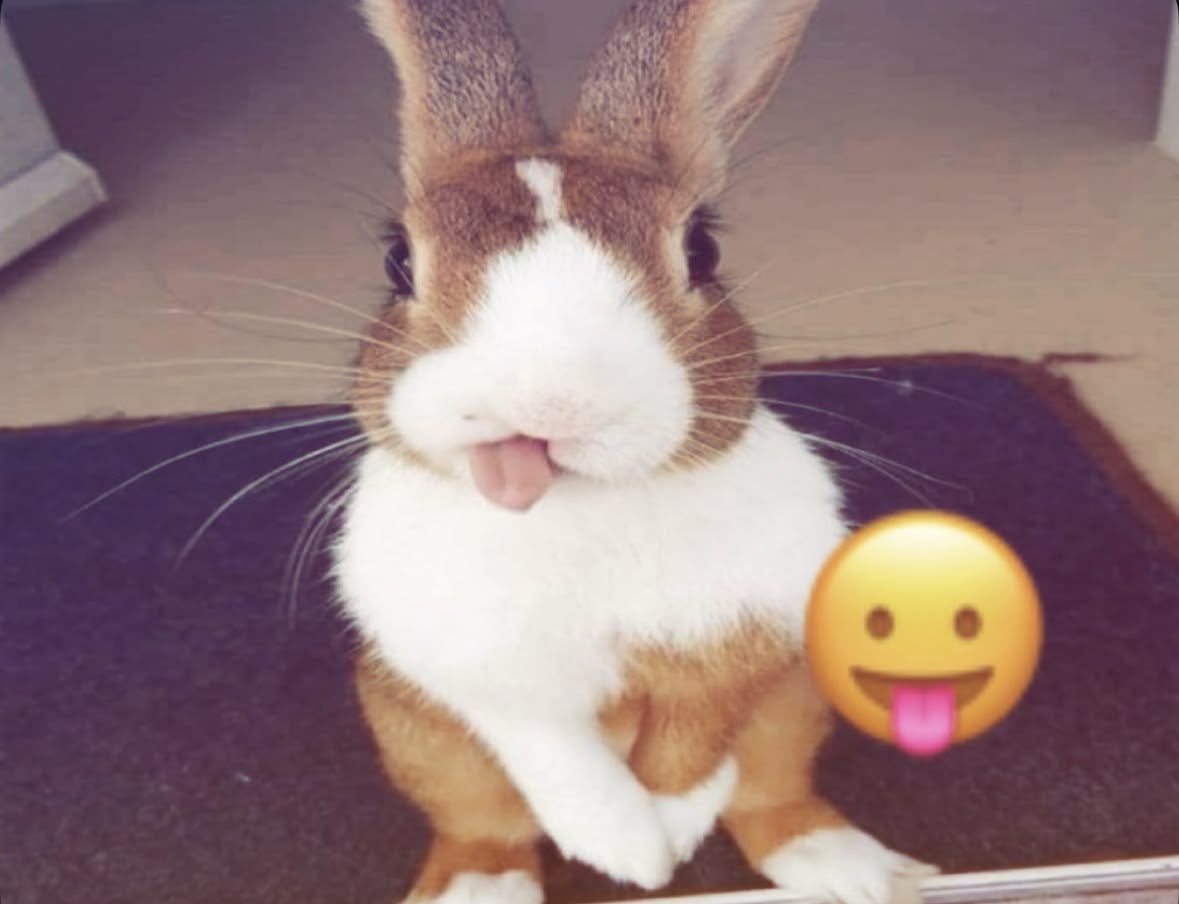 bunkmp's tweet photo. which bunny are you today? 
1.😋
2. nerdy bunny
3. shy bunny
4. eepy bunny https://t.co/1srAXK3m62