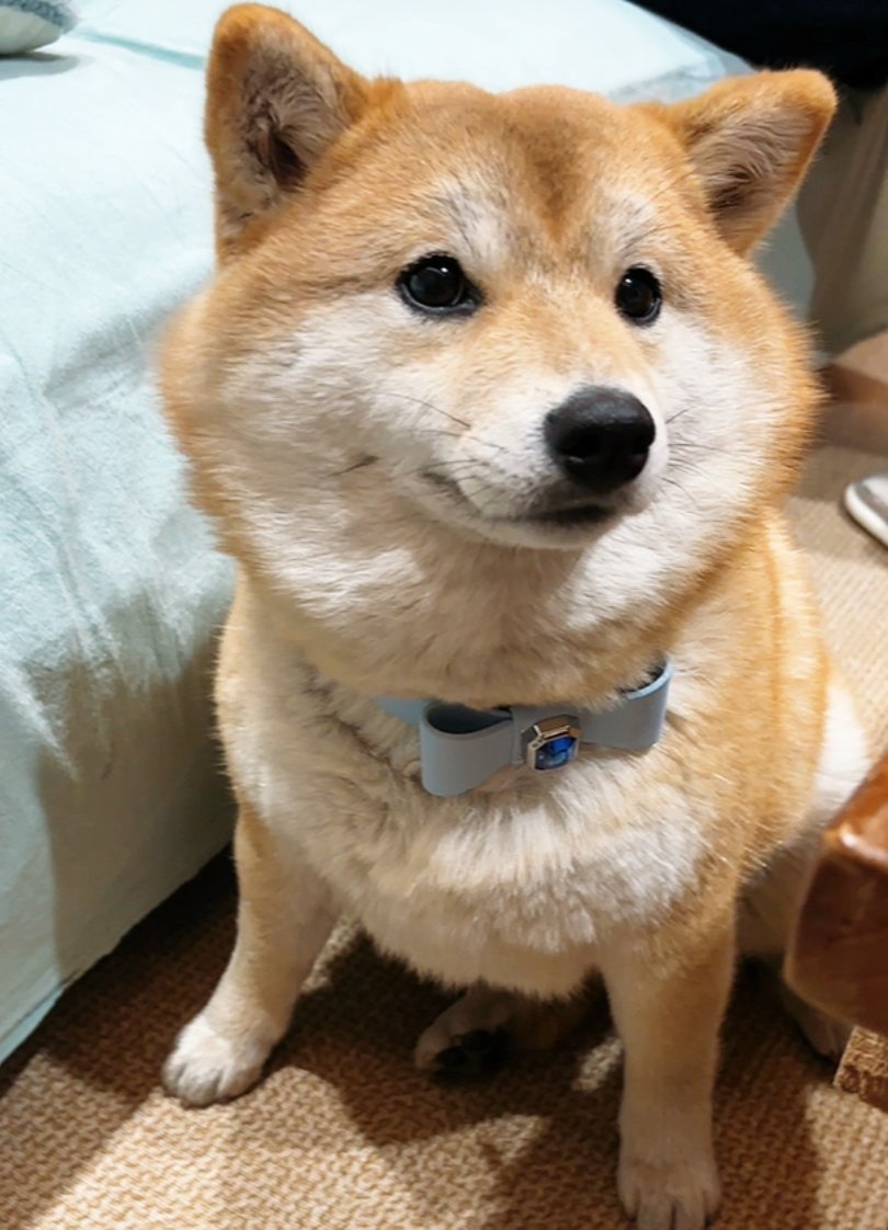sk84147323's tweet photo. 郵便物の配達が今日も無事で、飼い犬が今日も穏やかで、一日を楽しく過ごせました！ https://t.co/Kmz99dmZt2