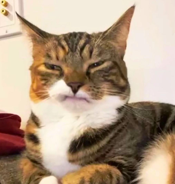Doyouevenhbb's tweet photo. A tabby cat named Precious went viral after a photo of her unique “unimpressed” face was shared on Reddit by her owner’s sister. Precious lost her two upper canine teeth during a high-speed play session where she accidentally slid into furniture, causing her top lip to naturally rest over her bottom teeth.

Veterinarians have confirmed that Preciousis perfectly healthy and that the missing teeth do not affect her ability to eat or play. Her “permanent” grumpy expression has since turned her into an internet celebrity with a dedicated following on Instagram, where fans compare her funny look to a “thinking face” or a polite, forced smile.
