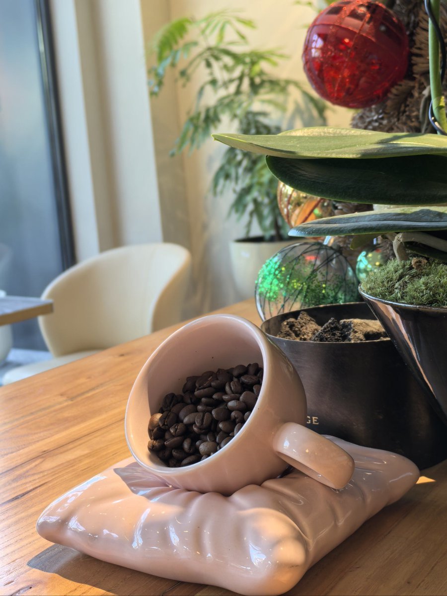 Dgj42480780's tweet photo. [キャップをかぶってカフェでお茶したら、カウンターの下でカメが厣を閉じて眠ってた。店員さんに聞いたら、先週からいるって。帰りにコーヒー豆を持って帰った。] https://t.co/KDuIFFS2VX