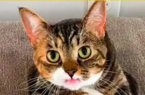 Doyouevenhbb's tweet photo. A tabby cat named Precious went viral after a photo of her unique “unimpressed” face was shared on Reddit by her owner’s sister. Precious lost her two upper canine teeth during a high-speed play session where she accidentally slid into furniture, causing her top lip to naturally rest over her bottom teeth.

Veterinarians have confirmed that Preciousis perfectly healthy and that the missing teeth do not affect her ability to eat or play. Her “permanent” grumpy expression has since turned her into an internet celebrity with a dedicated following on Instagram, where fans compare her funny look to a “thinking face” or a polite, forced smile.