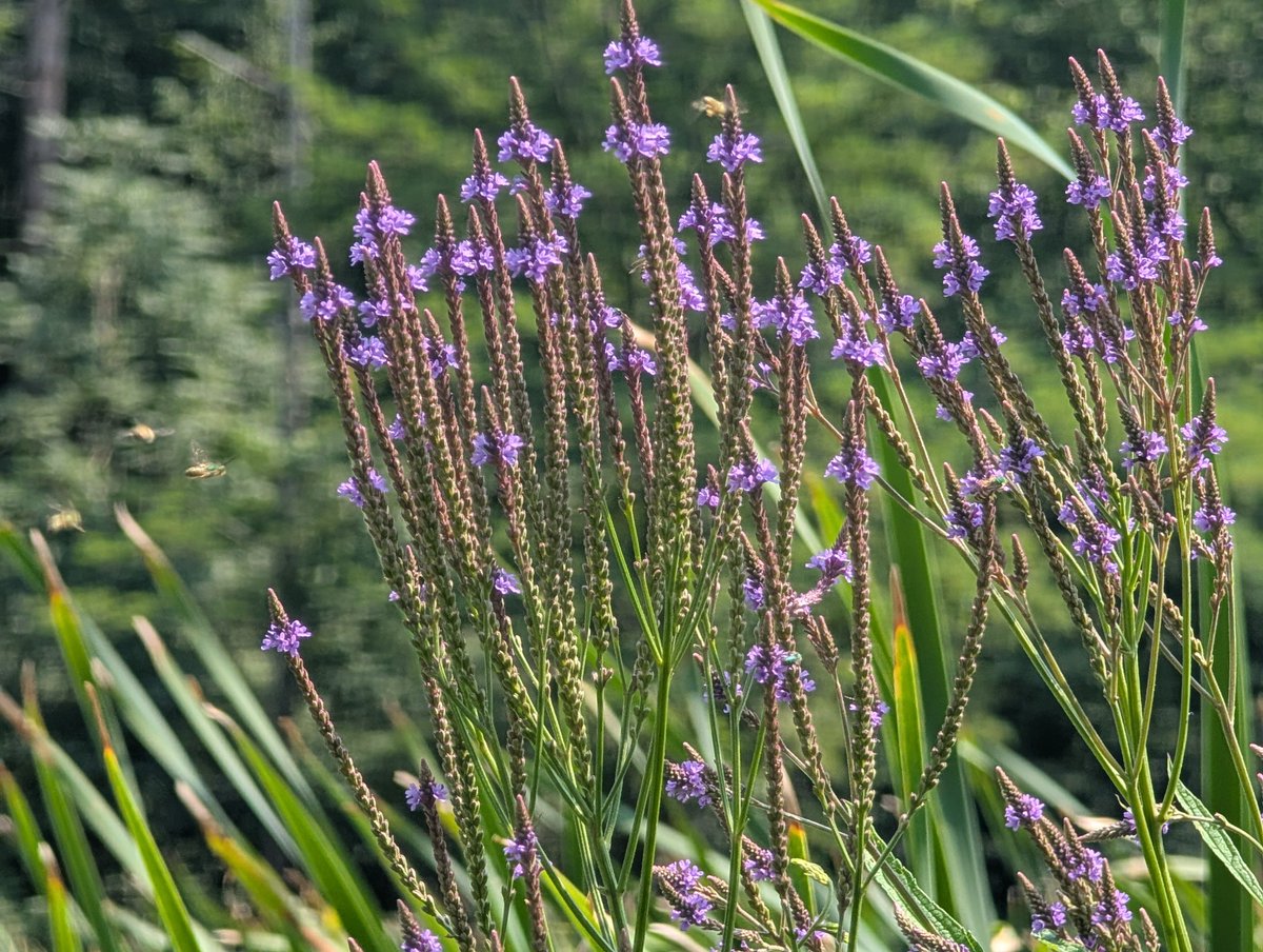 schultzmt8's tweet photo. Roadside purple...beauty is everywhere in nature. https://t.co/1bdAePmaQ3