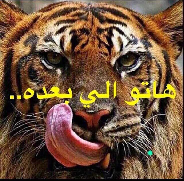 l2czii's tweet photo. مقاطعة دخون الاماراتية 
مقاطعة بطاطس عمان 
قطع علاقات مع الي اسمهم زايد - خليفة https://t.co/4Fr4VJWcQQ