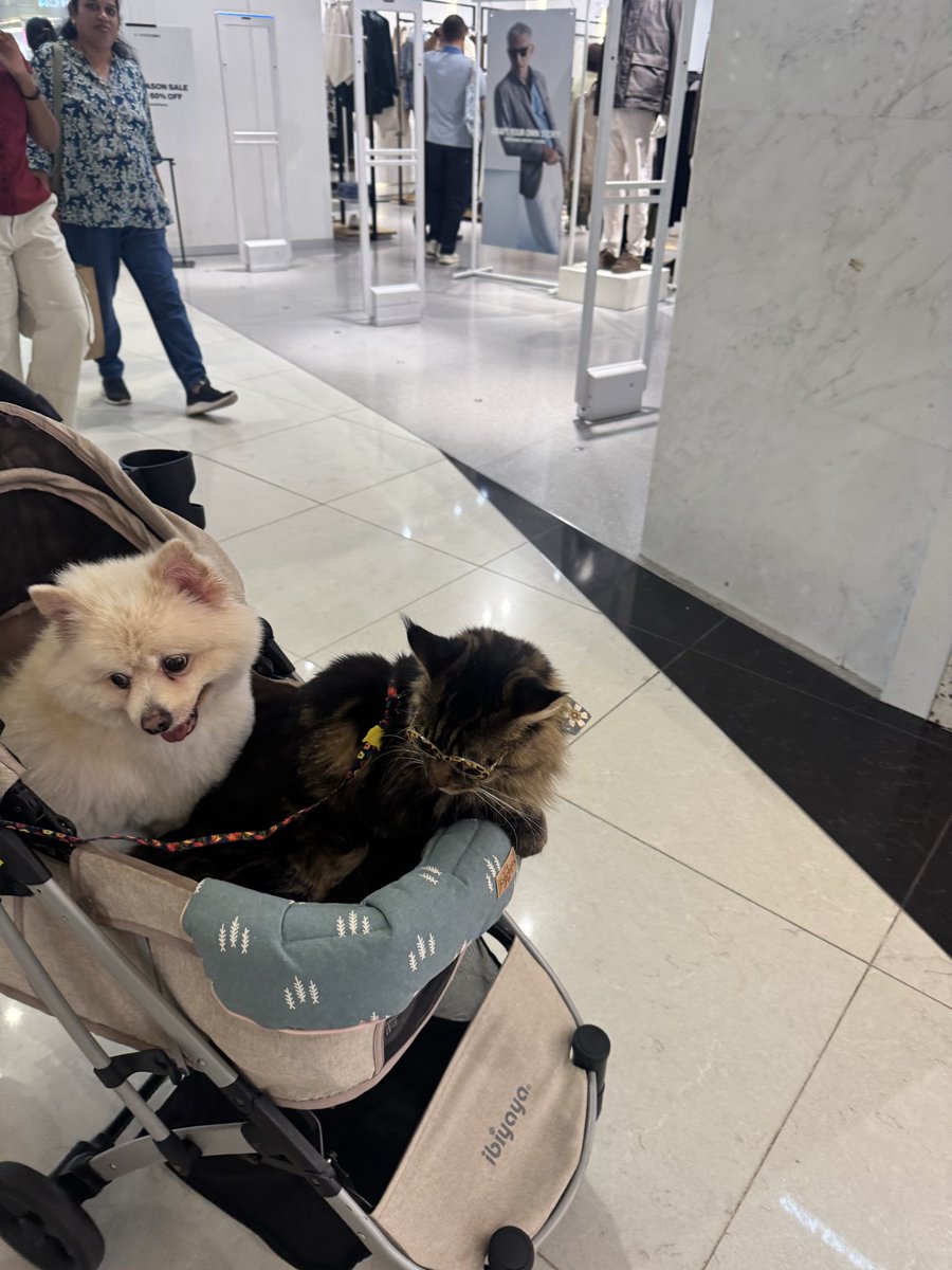 clausikami's tweet photo. most bullish takeaway from token2049: eyewear for cats https://t.co/kX007NPhCz
