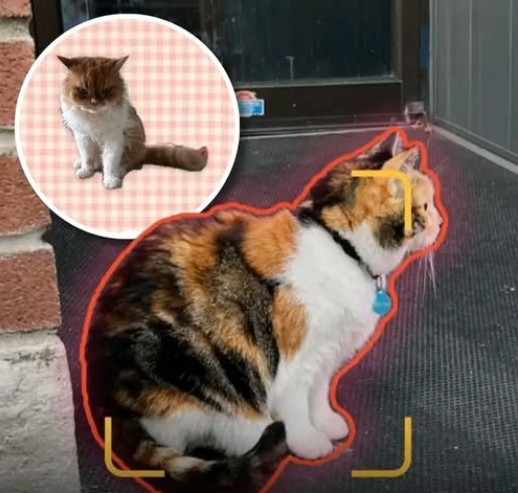 Doyouevenhbb's tweet photo. Someone has basically made Pokémon GO for cats… and honestly, we’re surprised it took this long 🐈

Cat Collector is an app that lets you log and collect the cats you spot out and about, turning your local streets into one giant cat-spotting game.

Every time you find a new feline, you can add it to your collection and keep track of all the cats you’ve discovered.

So instead of walking around staring at your phone hoping to find a Pikachu, you can now wander around your neighbourhood desperately looking for Felix from number 42 🤣