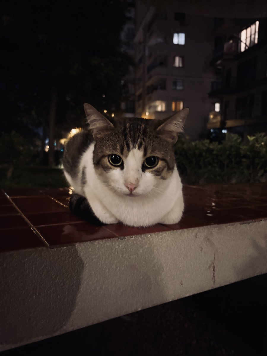 Miieeroo's tweet photo. Başka kedi,başka çicek,farklı kadın https://t.co/tP4wfim1qb