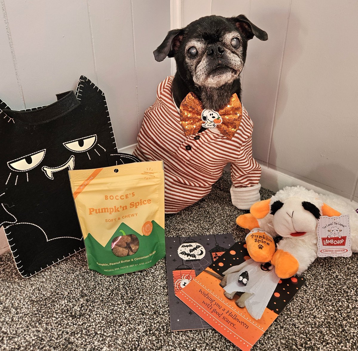 MisterPemberto1's tweet photo. Thank you to my besties, Winny Zinny and Margaux 🧡🎃 for my super fun Halloween grab bag! I luv it! Especially the Snoopy bowtie 😉 @mommasboymushu @Margaux28083812 #puglife #pugs #pugsoftwitter #dogsoftwitter #dogsofx #tripawd #seniordogs https://t.co/BWTgVEaunq