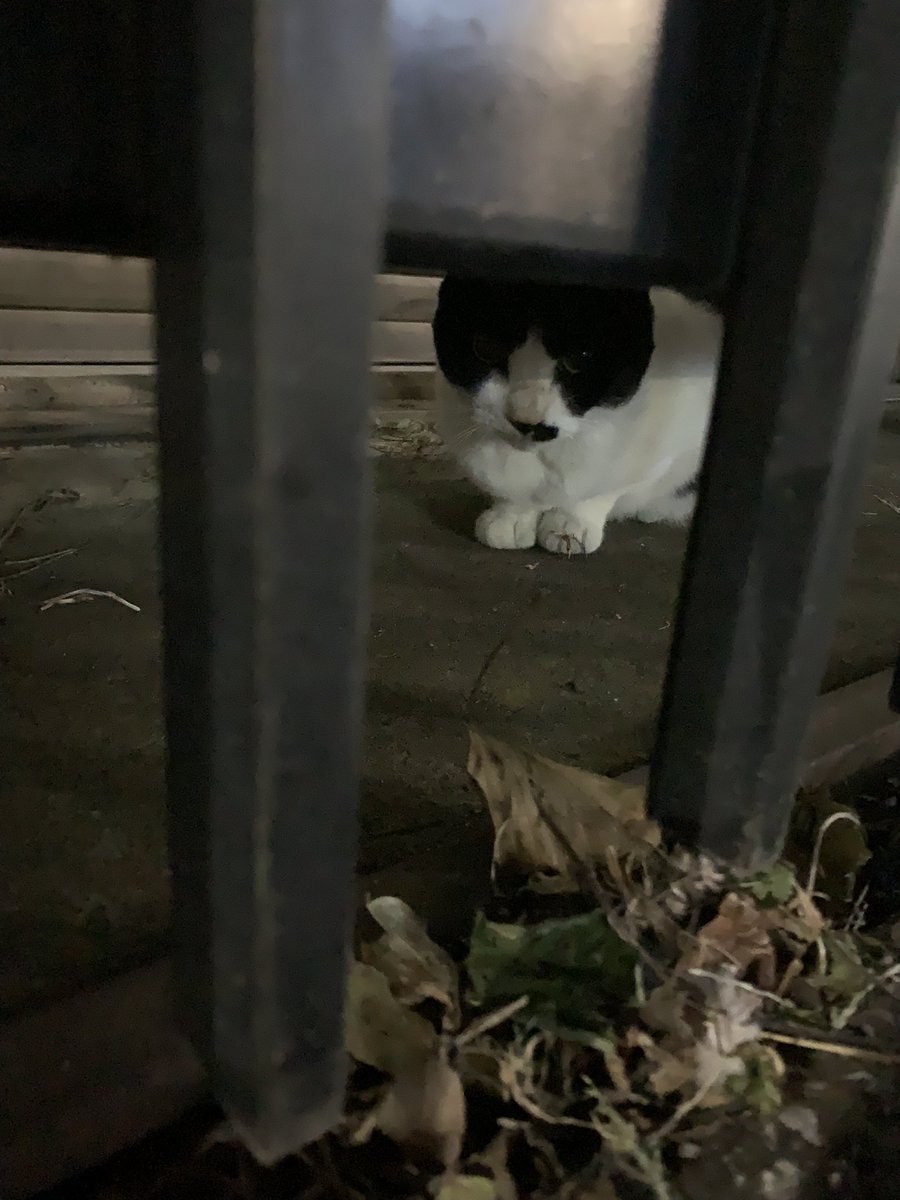 3_anyanekoneko's tweet photo. 皆さん、おはようございます😃
涼しい
「11」ネコネコさんです🐈 🐾🐾
今日は一緒に見張り隊してるのかな🐱
皆さん、風邪をひかないよう気をつけて下さいね🌟✨
穏やかな一日になりますように💕
#猫 #ねこ #ネコ #地域猫 #保護猫
#おはようございます #さくら猫
#猫好きさんと繋がりたい #猫がいる幸せ https://t.co/CEOkpxxqri
