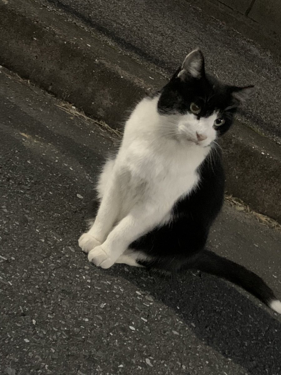 3_anyanekoneko's tweet photo. 皆さん、おはようございます😃
涼しい
「11」ネコネコさんです🐈 🐾🐾
今日は一緒に見張り隊してるのかな🐱
皆さん、風邪をひかないよう気をつけて下さいね🌟✨
穏やかな一日になりますように💕
#猫 #ねこ #ネコ #地域猫 #保護猫
#おはようございます #さくら猫
#猫好きさんと繋がりたい #猫がいる幸せ https://t.co/CEOkpxxqri