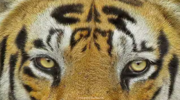 Doyouevenhbb's tweet photo. Munna, a male tiger, died at the ripe old age of 19. He spent 17 years in the wilds of Kanha Tiger Reserve, where he held his territory and sired many cubs. He attracted attention as a male in his prime in the late 2000s, bearing perhaps the most iconic of marks borne by any tiger — stripes that resembled the word ‘CAT’on his forehead.