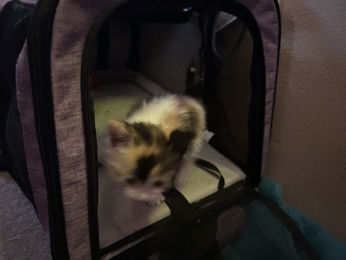 heartpopskitty's tweet photo. Kitten is so tiny so sweet, partner brought home kitten food and milk replacer. Then instantly fell in love with the baby, she fell asleep on his chest last night as he passed out https://t.co/SWRoQ1sL42