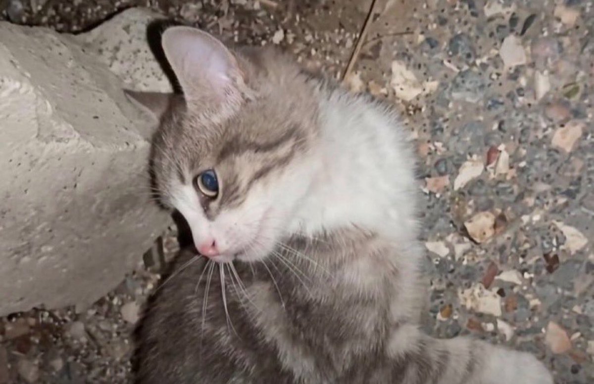 ghostcherrry's tweet photo. Varlığından haberimiz yoktu ama yokluğu hepimizi mahvetti 

MİNİK KEDİ https://t.co/lO2Kw9NgEr