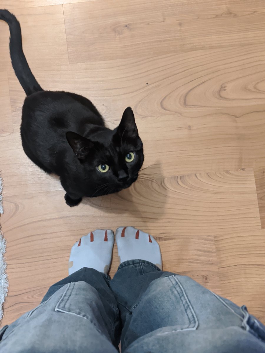 rettttardeder's tweet photo. my indigenous gay polyamourous AFAB ftm cat https://t.co/ZkOjQV03S2