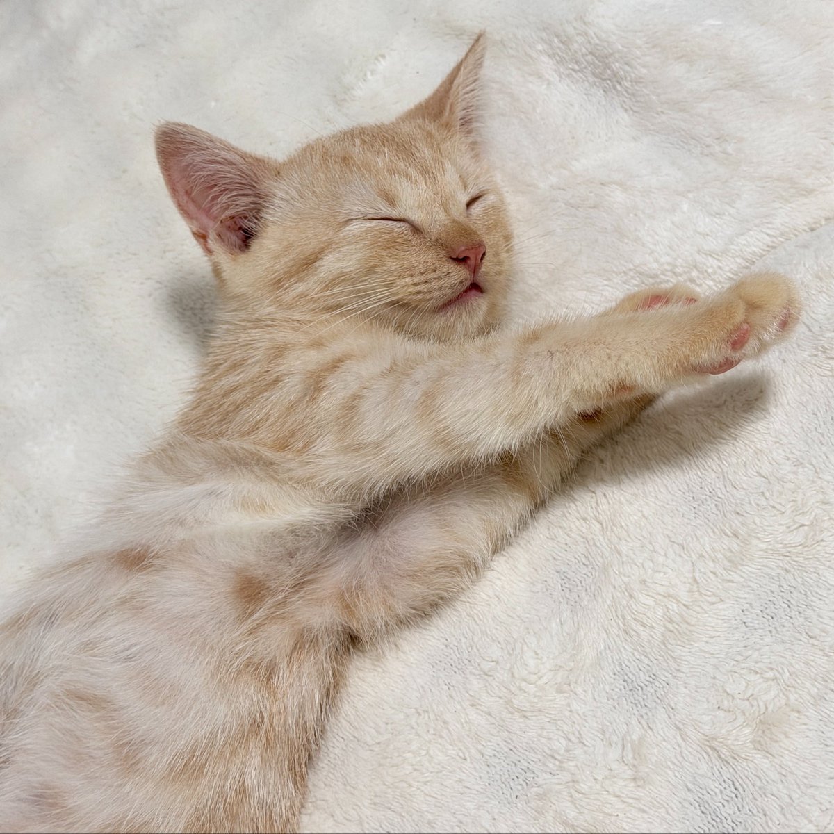 ktmatchaa's tweet photo. แมวเวลานอนนี่น่ารักจริงๆเลยนะ🐱 https://t.co/GBHn4j3iw7