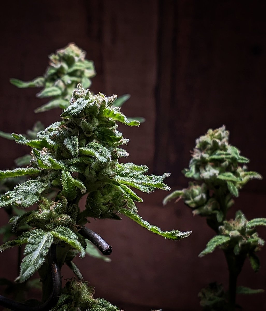 Flowery420's tweet photo. Super Lemon Haze 🍋‍🟩 🍋

Seis Pés Seeds 🇧🇷 🏝️ 

#CannabisCommunity 
#cannabisculture
#grow
#growyourown
#prenseed
#maconha
#weed https://t.co/jCYYrUOr0Z
