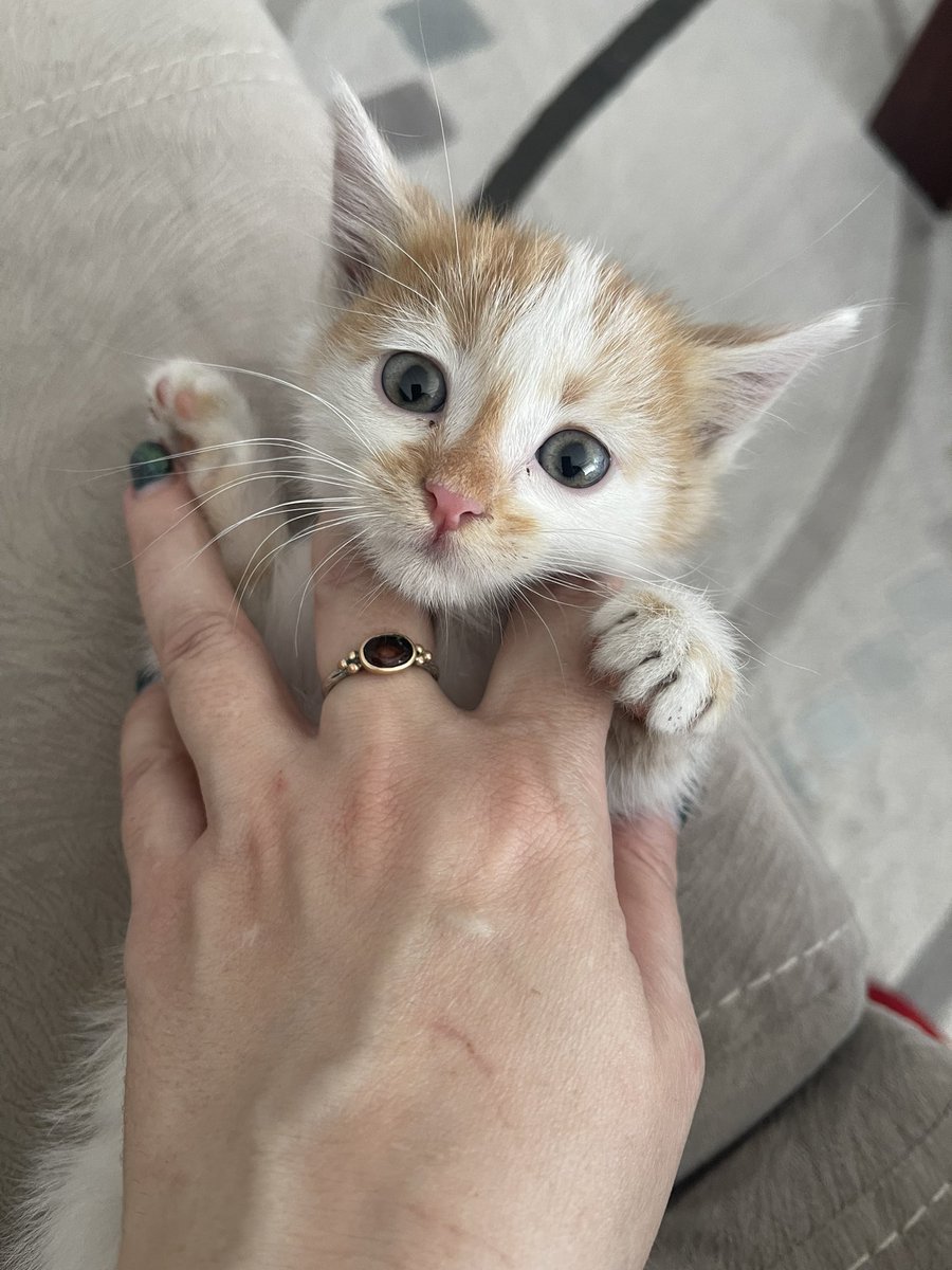 NoterOnayliK3di's tweet photo. @omer_art13 çok mutlu bir haber 🥲
benimkine yuva bulunmadı, barınağa gidecek 😢😿 https://t.co/Kywwpx9QFp