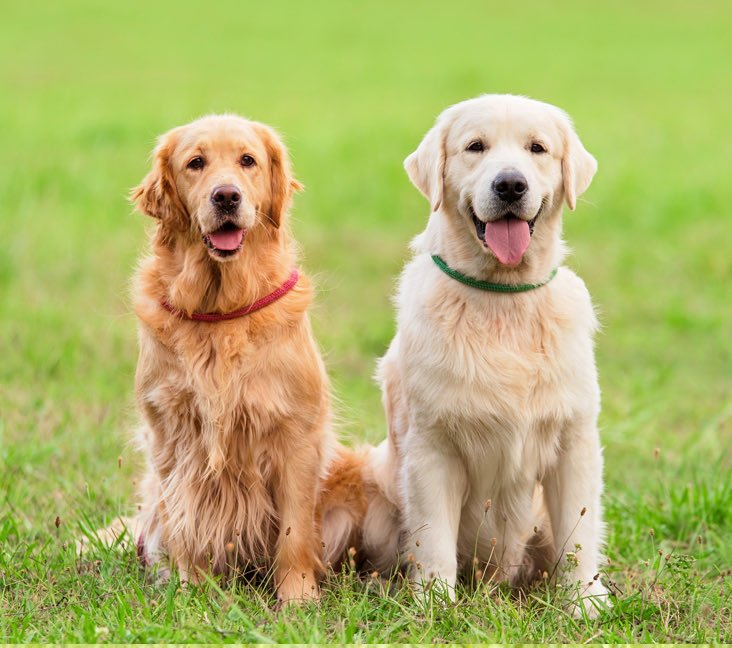 Charlie84757295's tweet photo. A major clinical trial is testing a new anti-aging treatment that could help dogs live longer. https://t.co/yA0owDu1vr