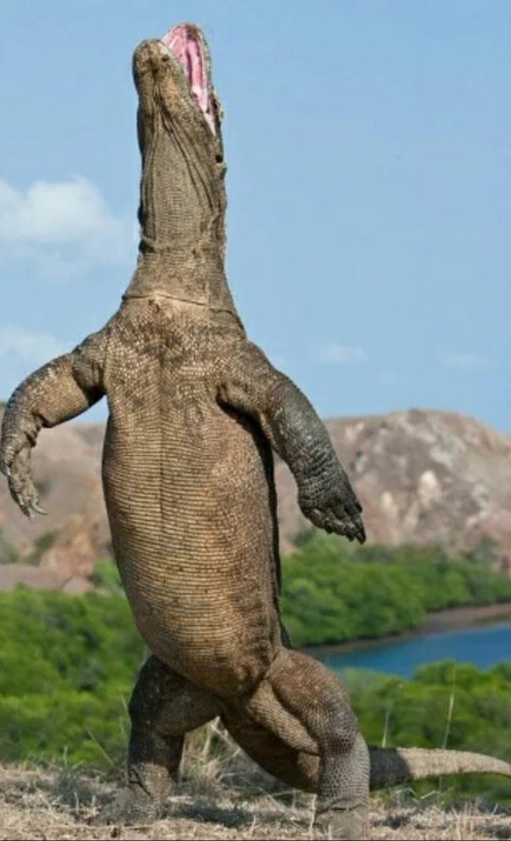 silver_gold4's tweet photo. Komodo dragons standing upright give very prehistoric vibes https://t.co/YRkp1GadaY