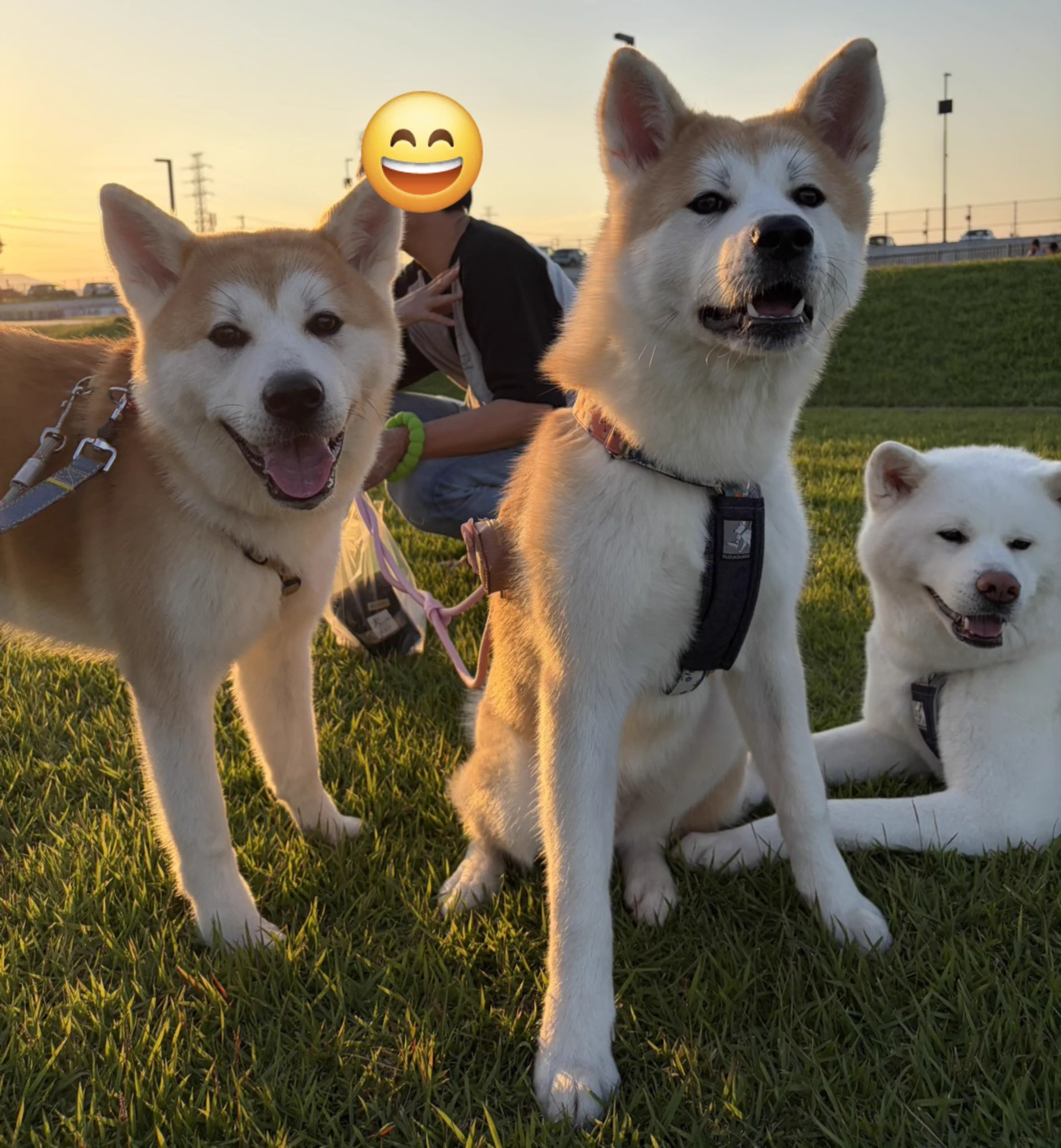 秋田犬 こまち&むすび日和 on X: 