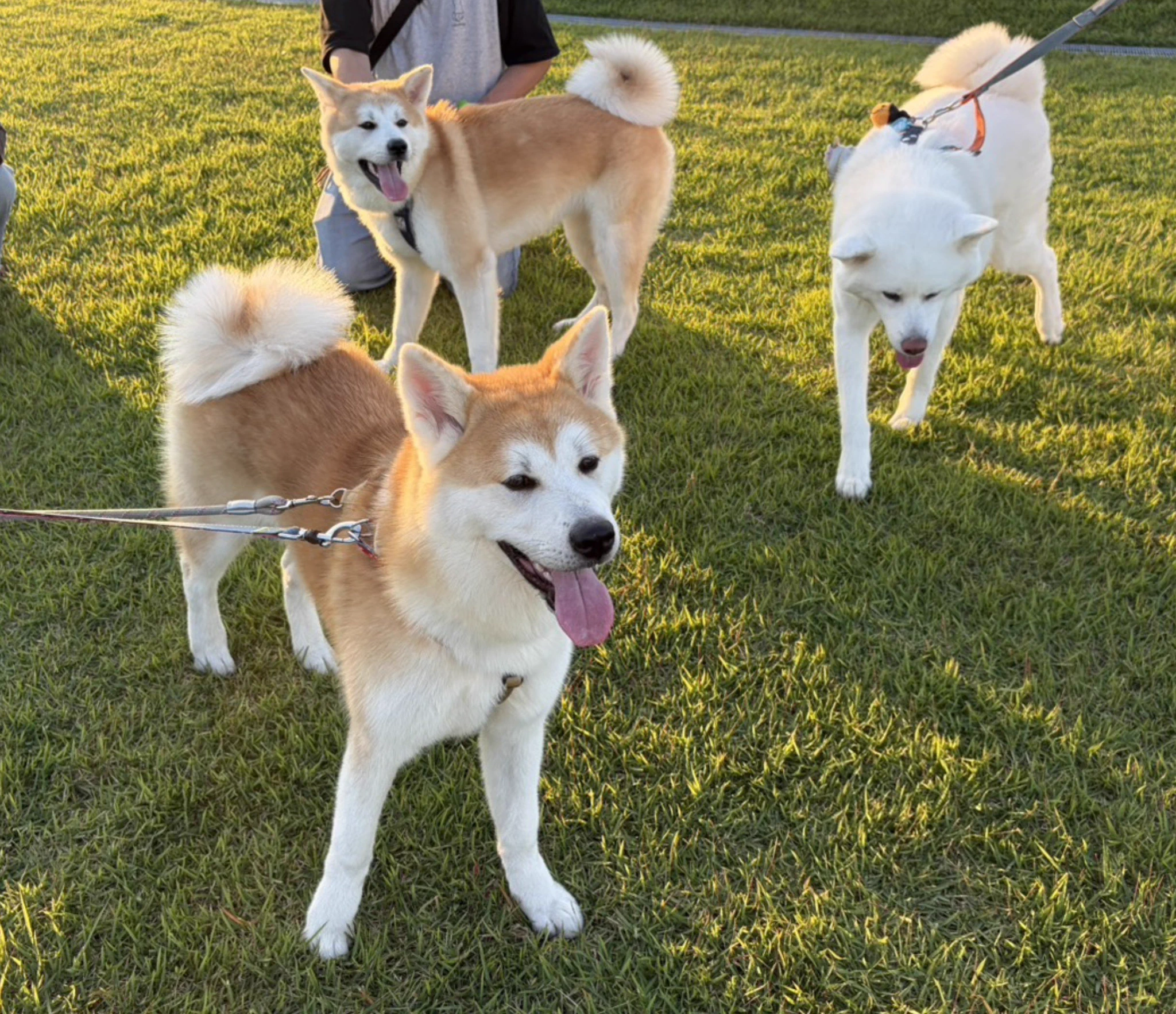 秋田犬 こまち&むすび日和 on X: 