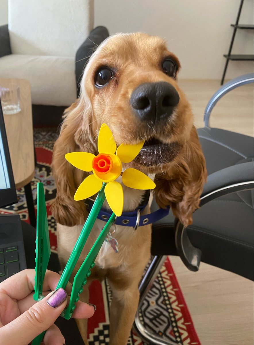 egedied's tweet photo. “Kajumun”
#dog https://t.co/pxSfCDDQBk