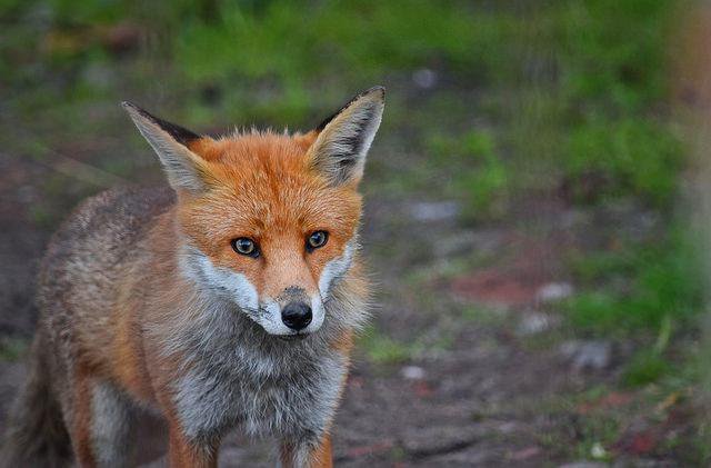One_Sly_Fox_'s tweet photo. Looking out on the tl https://t.co/lip6ab7nGp