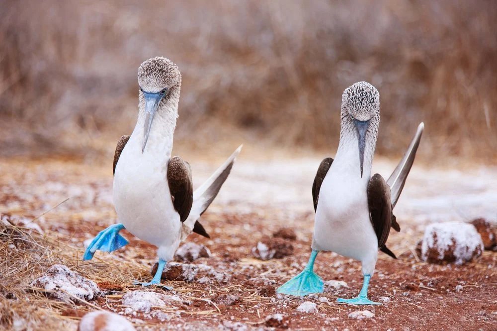 jeff213260's tweet photo. @Darceeclaire Here's a picture of a nice pair of boobies you can use... https://t.co/QAoV3W5dWa