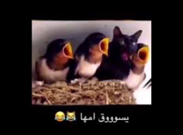 sutixq's tweet photo. نادت كوتشاري وايسو دخل وياهم https://t.co/HNYxR84210