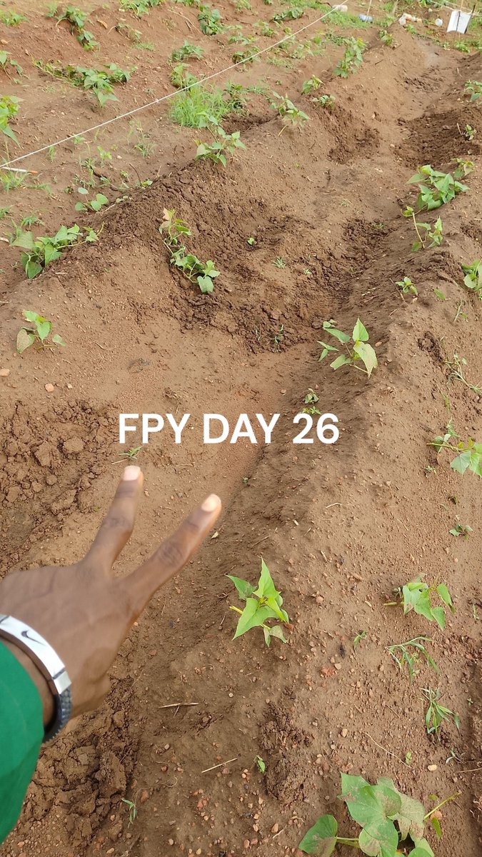 SamzySings's tweet photo. FPY DAY 26: 

The start of Week 6 guys, in as much as it was beautiful to see my babies grow after a one week break (don't ask me why), today wasn't really that productive, injured my hand (again) and got sun burnt (again, I need to get my hat 😭).
Once again Monday is the worst. https://t.co/YEXe4LOnej