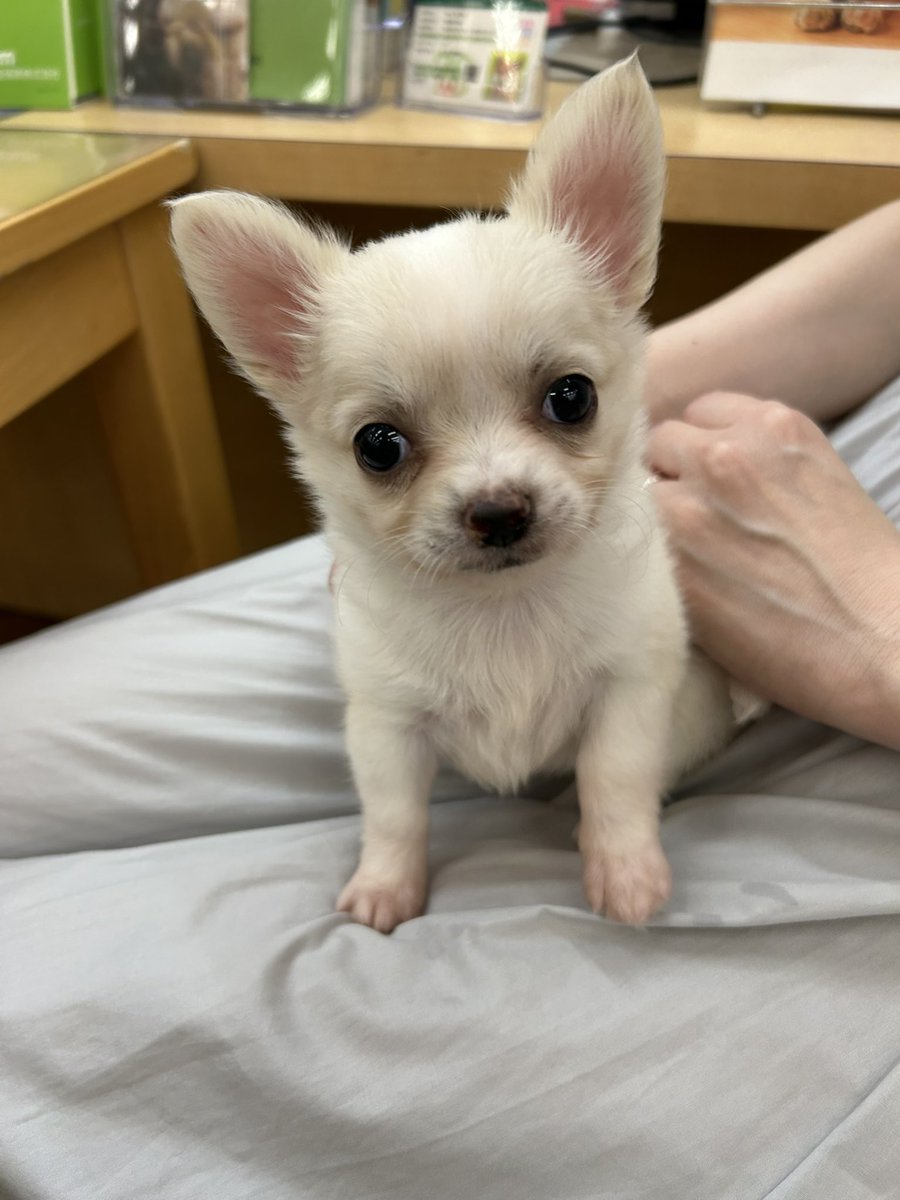 otenbamilk's tweet photo. おはようございます😃
休み明けの月曜は、本当にみるくと束の間のバイバイするのが寂しくて仕方ない💦
早く1日が過ぎてほしいです。
何とか頑張りましょう‼️
今日も宜しくお願いします🐶

#チワワのいる暮らし
#チワワ党
#犬のいる暮らし https://t.co/haZW4d0JUx