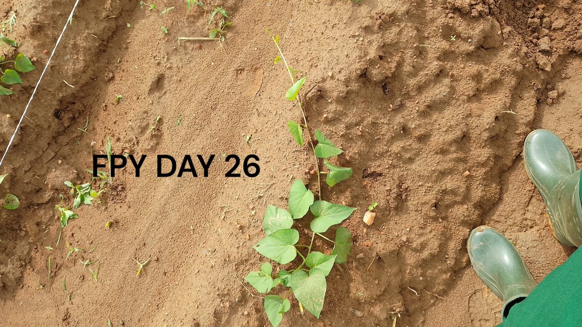 SamzySings's tweet photo. FPY DAY 26: 

The start of Week 6 guys, in as much as it was beautiful to see my babies grow after a one week break (don't ask me why), today wasn't really that productive, injured my hand (again) and got sun burnt (again, I need to get my hat 😭).
Once again Monday is the worst. https://t.co/YEXe4LOnej