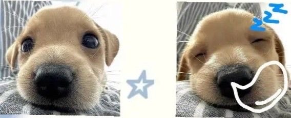 strayypuppy's tweet photo. I haven’t made an introduction oh my gosh!

Hi! I’m Pup, here’s some things about me!

𐂯ྀི I’m 21

𐂯ྀི I’m online pretty much all the time

𐂯ྀི I’m here to make friends, flirt but not form a relationship :p

𐂯ྀི I don’t share nudes, I’m very self conscious about myself https://t.co/AushZcbEmt