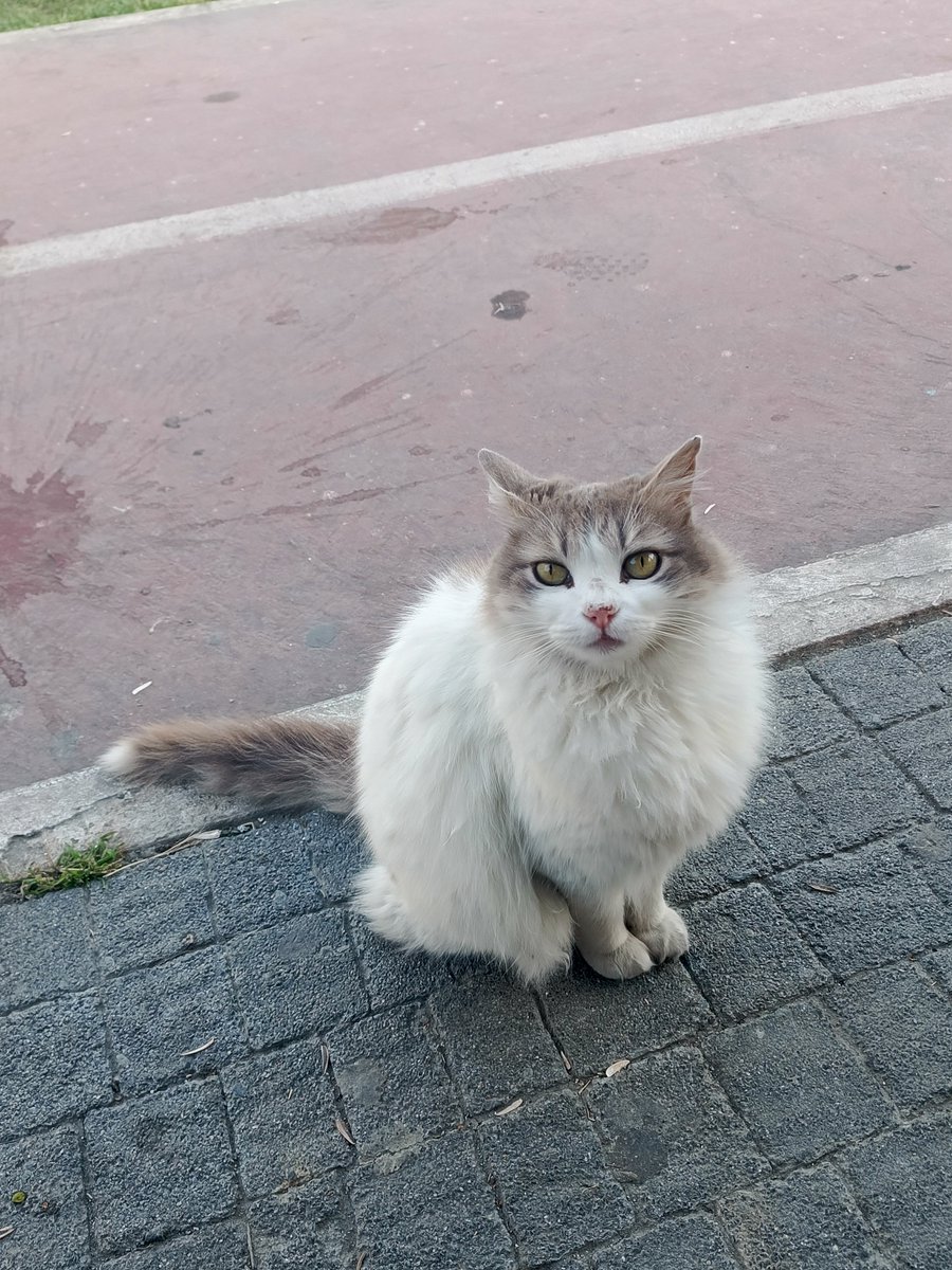 kralicekumru's tweet photo. Kediyi görmezden gelenlere 77 yıl kötü şans. https://t.co/YHzCecAekA