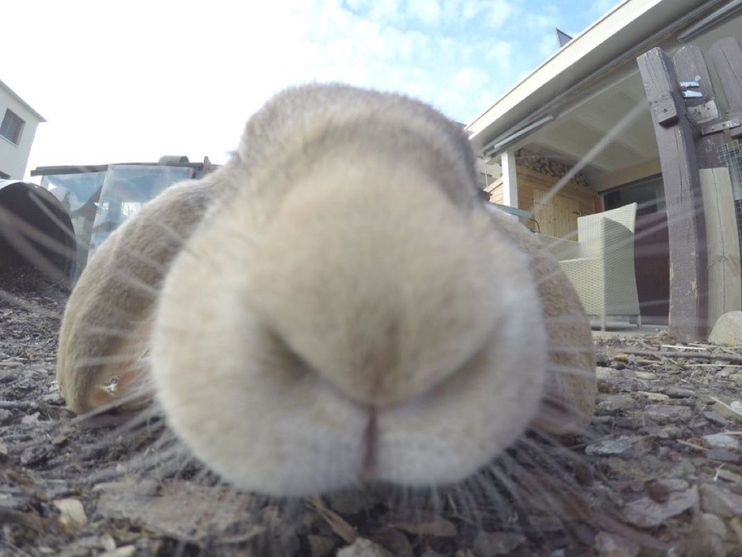 Eviler_Doer's tweet photo. @lenondenonn Buny 
🐰🐰🐰🐰🐰
#cuddledat
🐰🐰🐰🐰🐰 https://t.co/PRKNX1fYMD