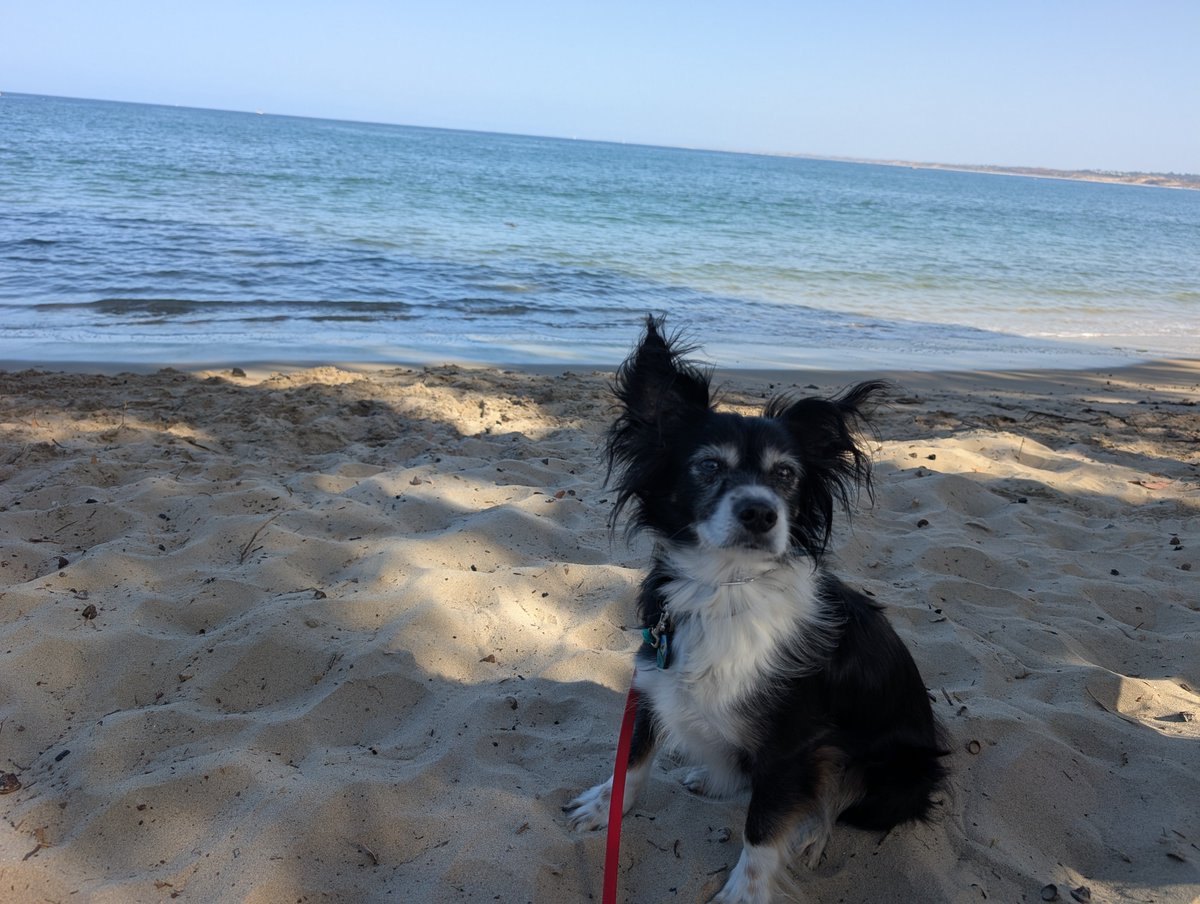 pawsnbreathe's tweet photo. 犬と一緒に旅をしたと言うより、犬が私の行きたい所へ付き合ってくれた、という感じだった。尊い犬。やさしい犬。写真はノーフィルター。 https://t.co/gOXbowPTd1